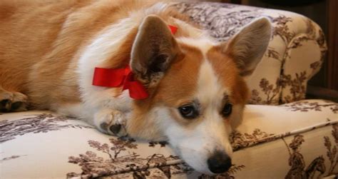 5 month <strong>Corgi</strong> with all shots are current. . Corgi craigslist